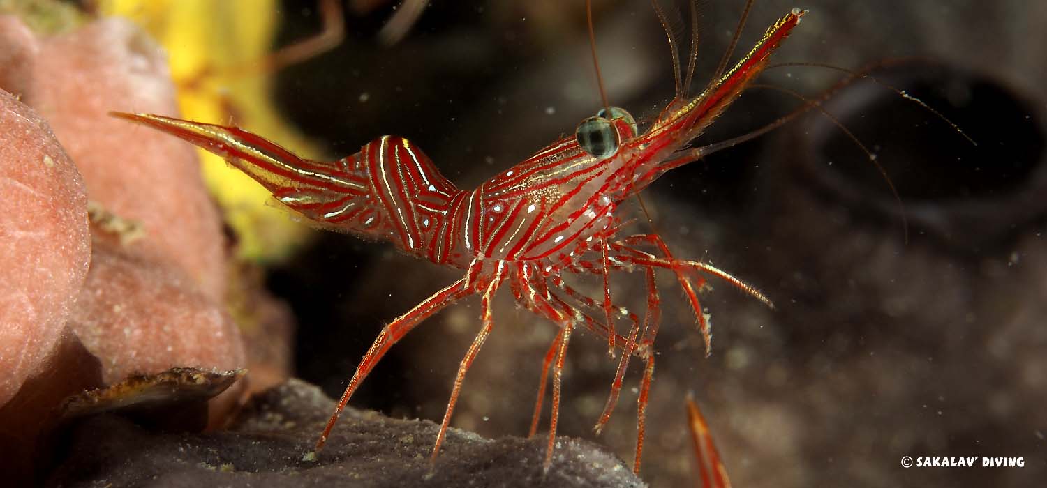 Night dive in Nosy Be Madagascar